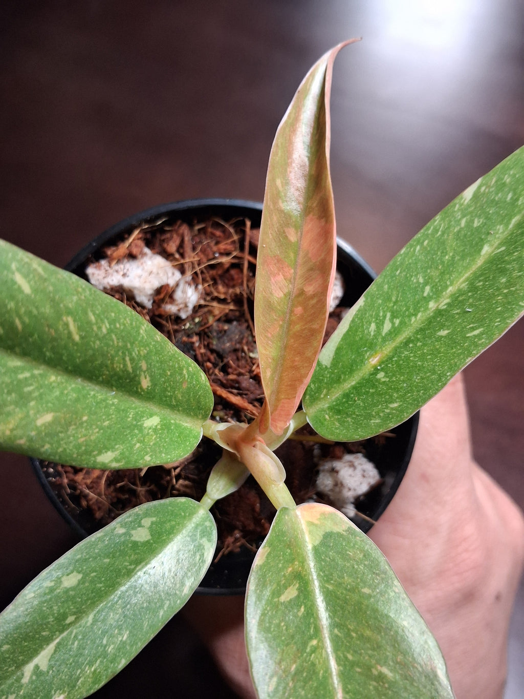 Variegated Carmel Marble Rare Philodendron – Rooted Starter Plant