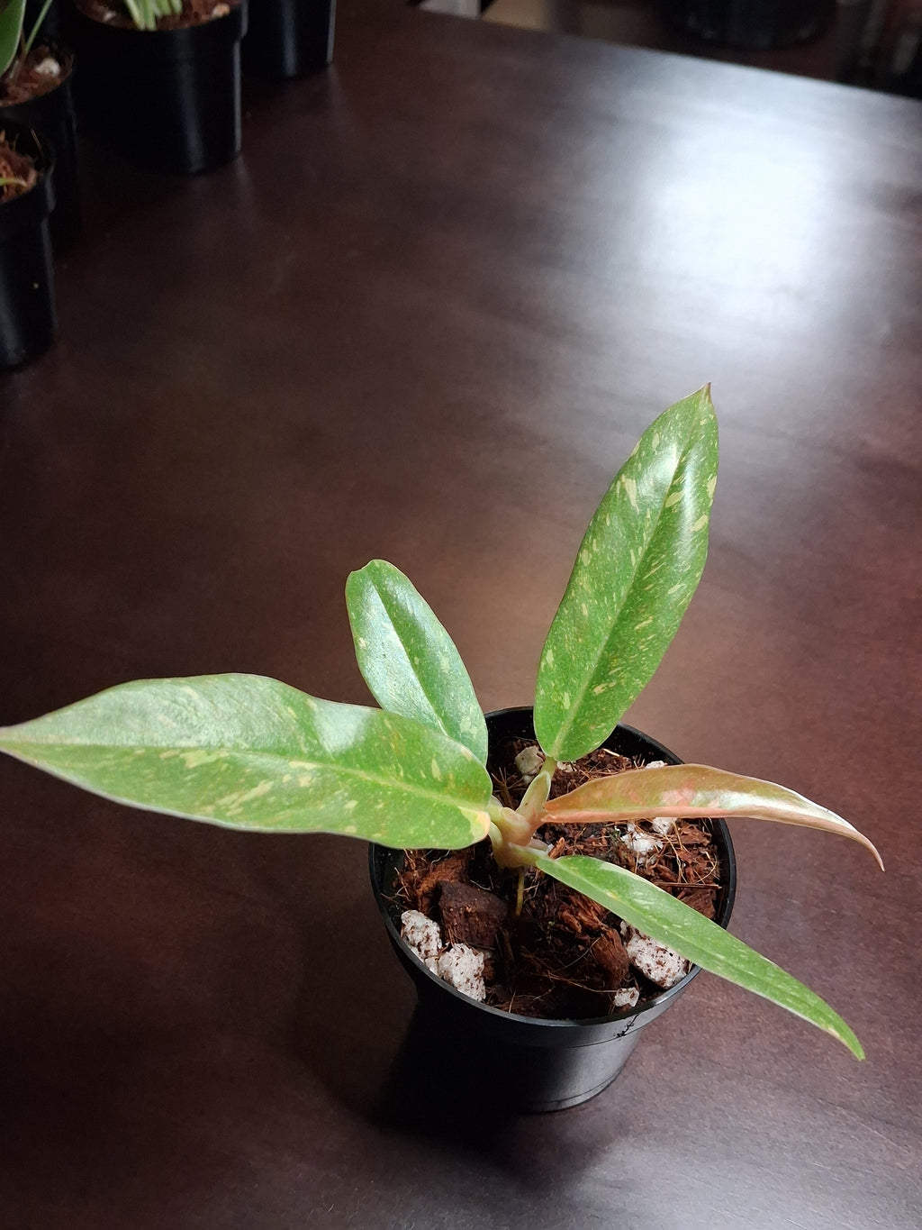 Variegated Carmel Marble Rare Philodendron – Rooted Starter Plant