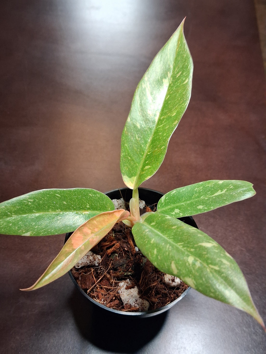 Variegated Carmel Marble Rare Philodendron – Rooted Starter Plant