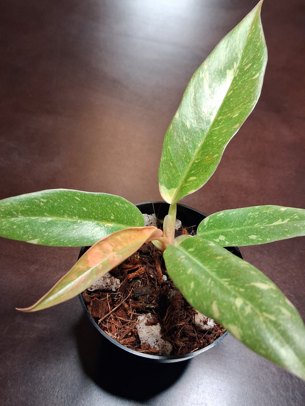 Variegated Carmel Marble Rare Philodendron – Rooted Starter Plant