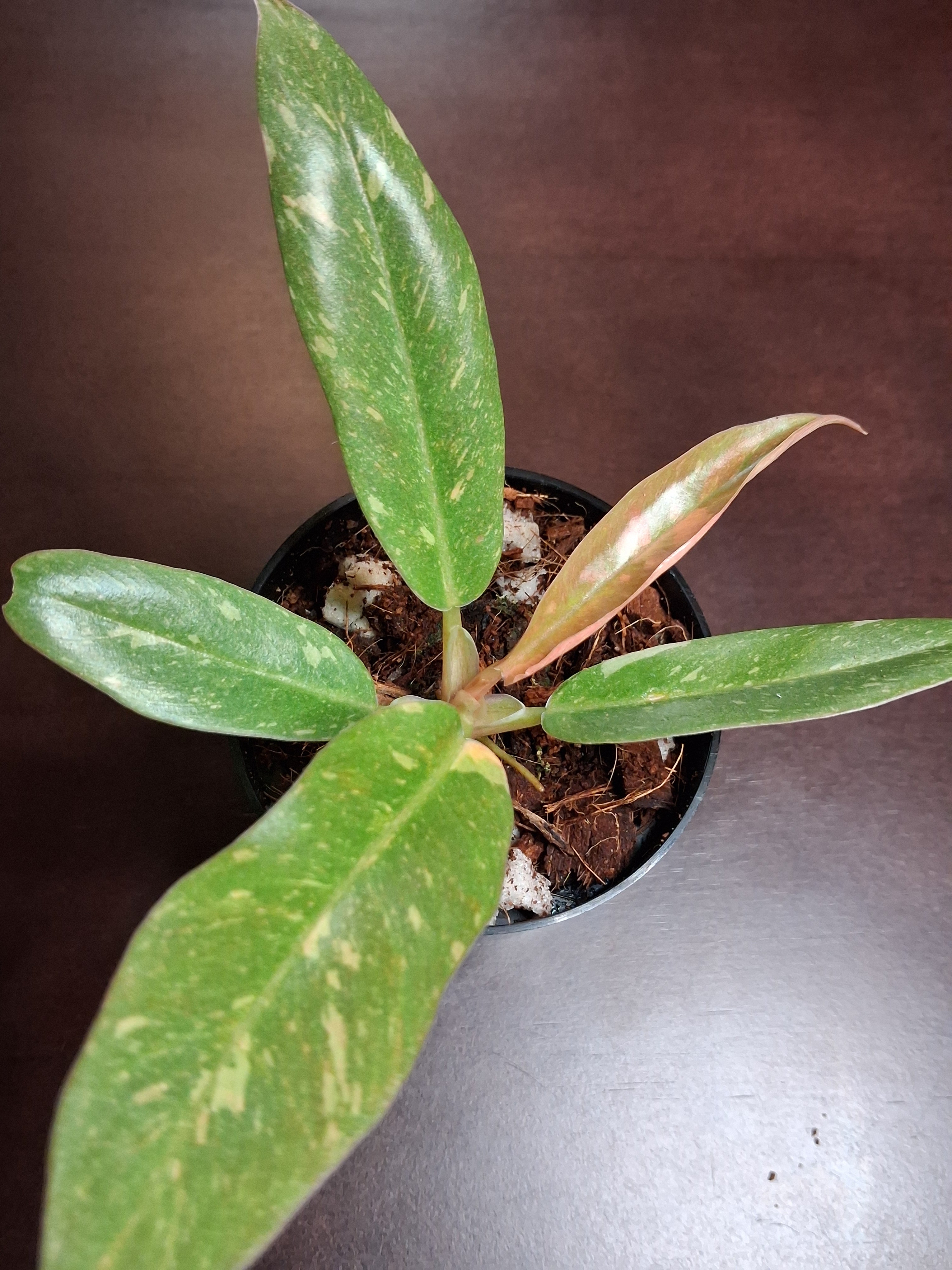 Variegated Carmel Marble Rare Philodendron – Rooted Starter Plant