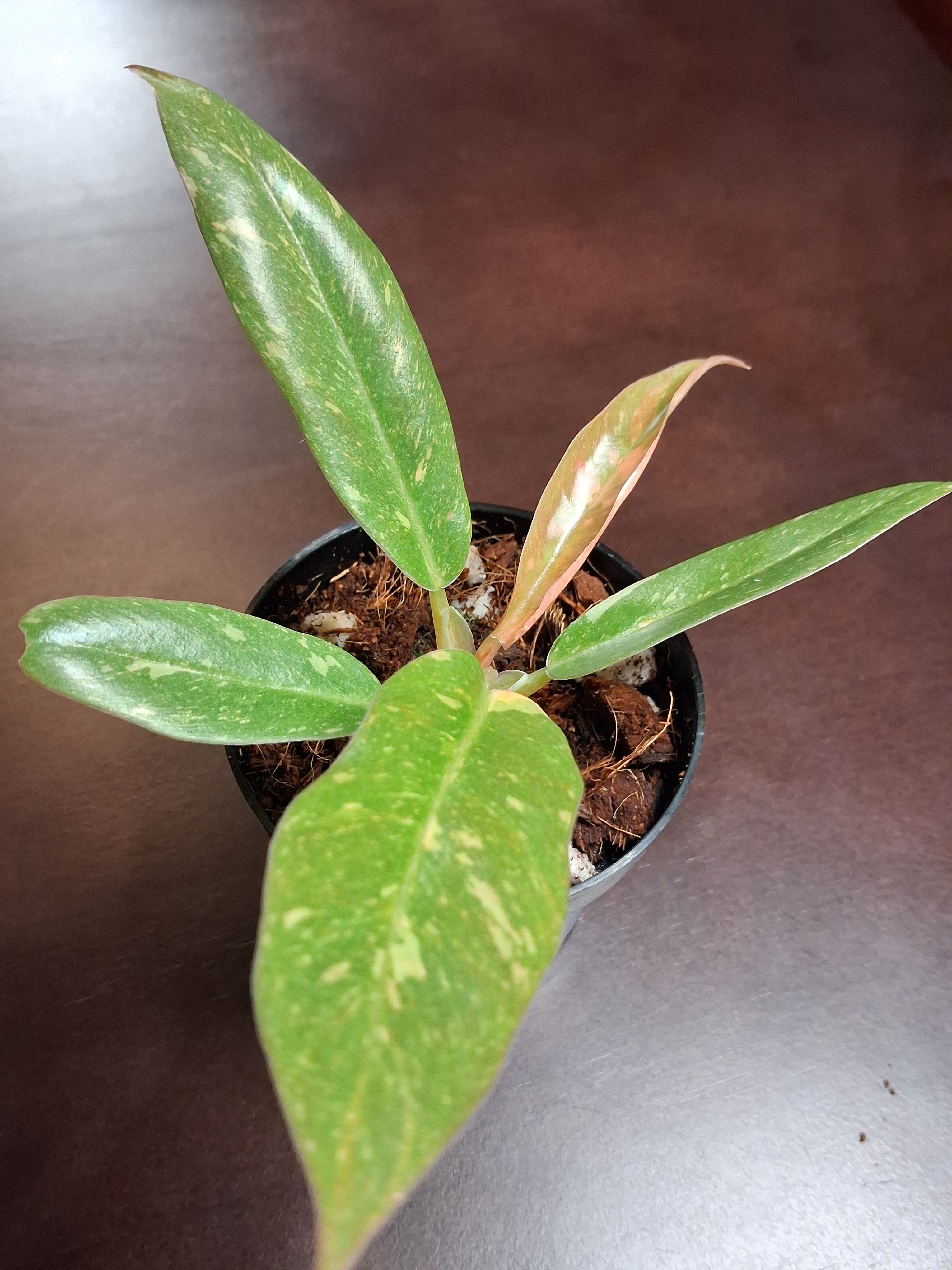 Variegated Carmel Marble Rare Philodendron – Rooted Starter Plant