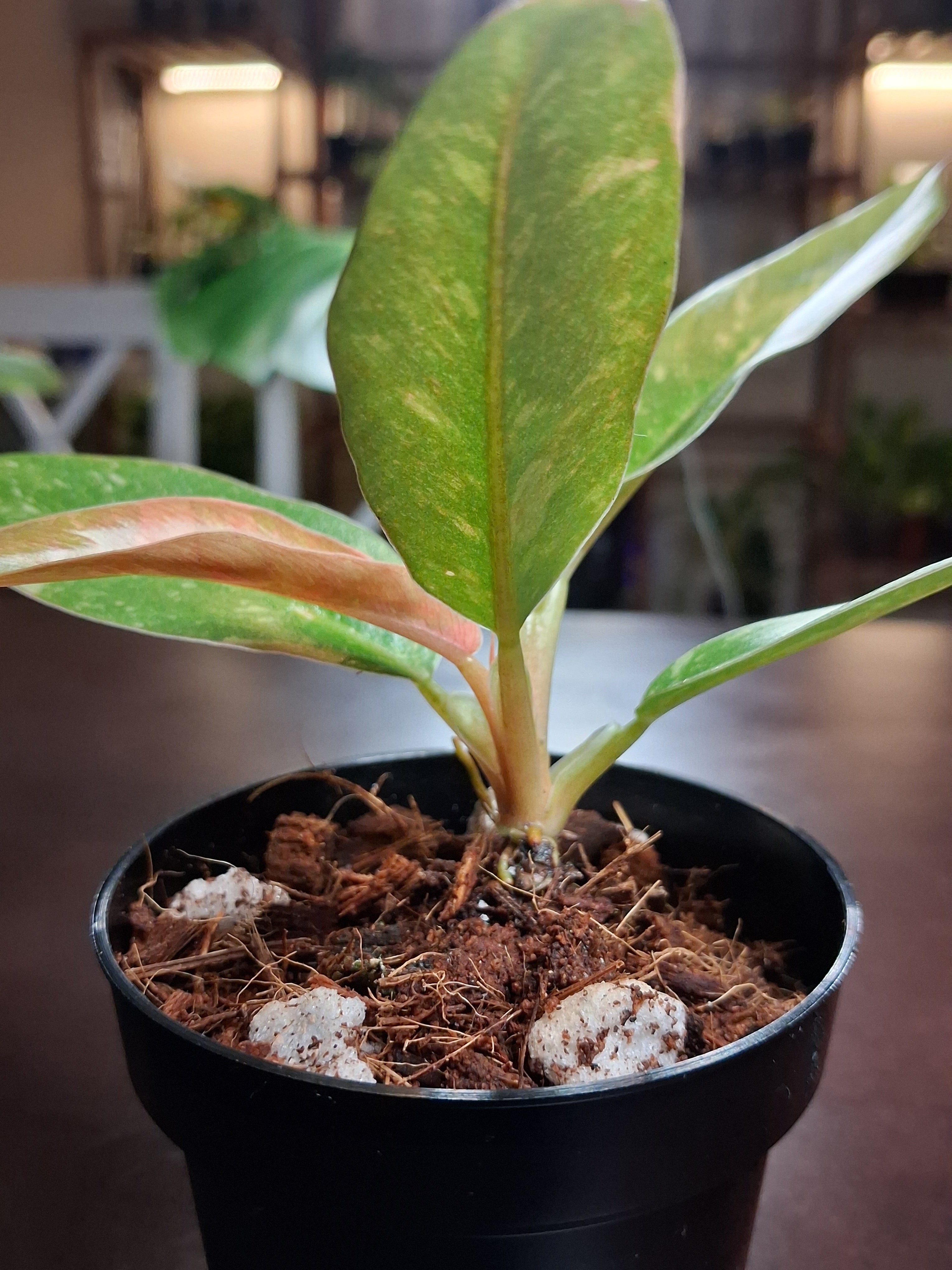 Variegated Carmel Marble Rare Philodendron – Rooted Starter Plant