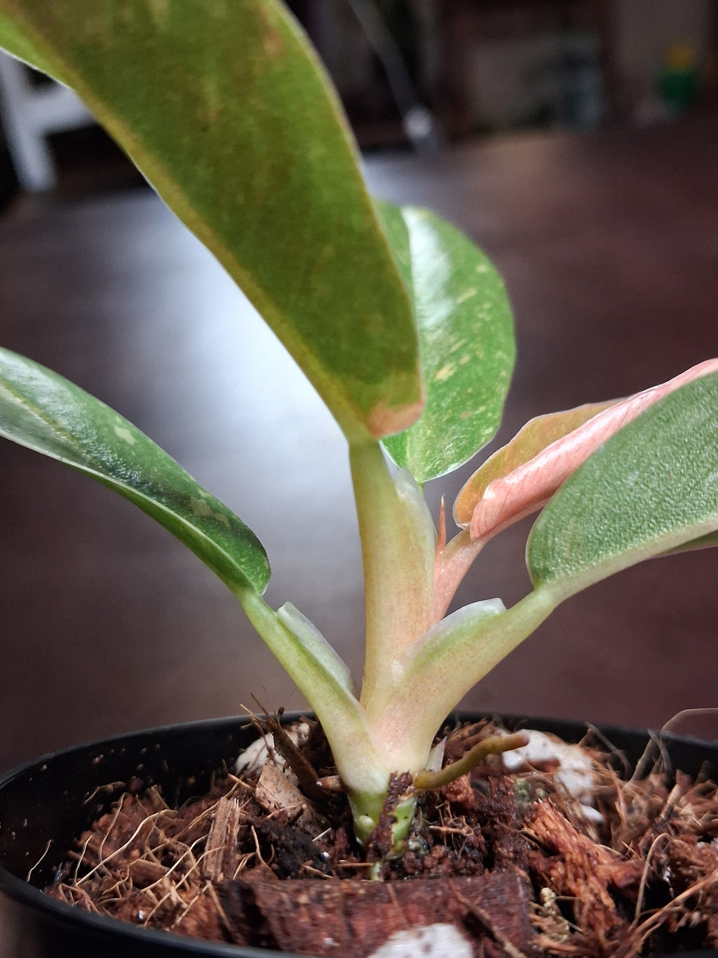 Variegated Carmel Marble Rare Philodendron – Rooted Starter Plant