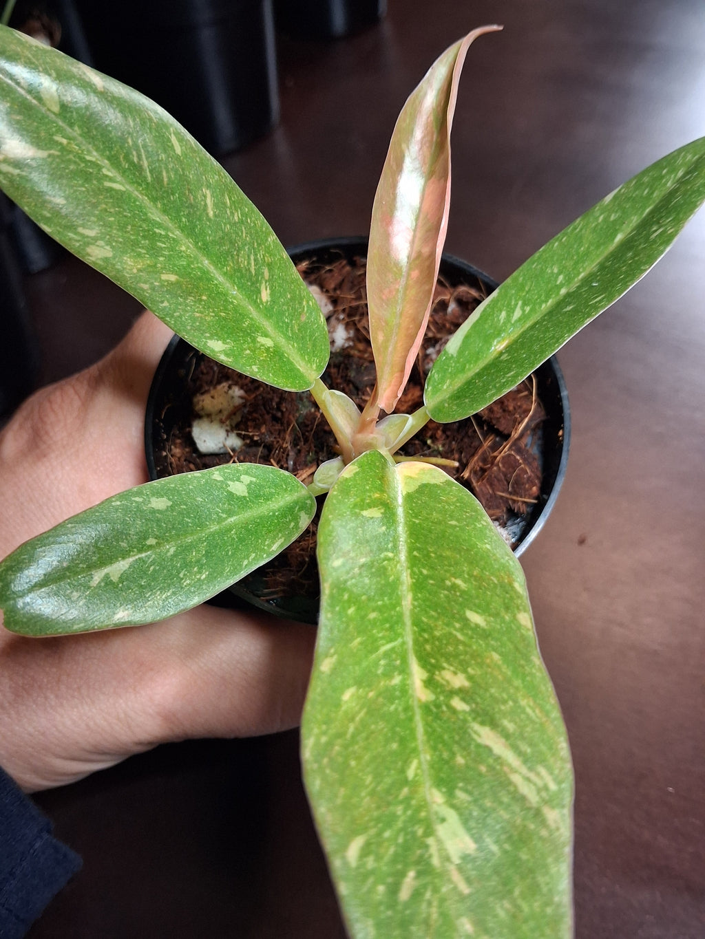 Variegated Carmel Marble Rare Philodendron – Rooted Starter Plant