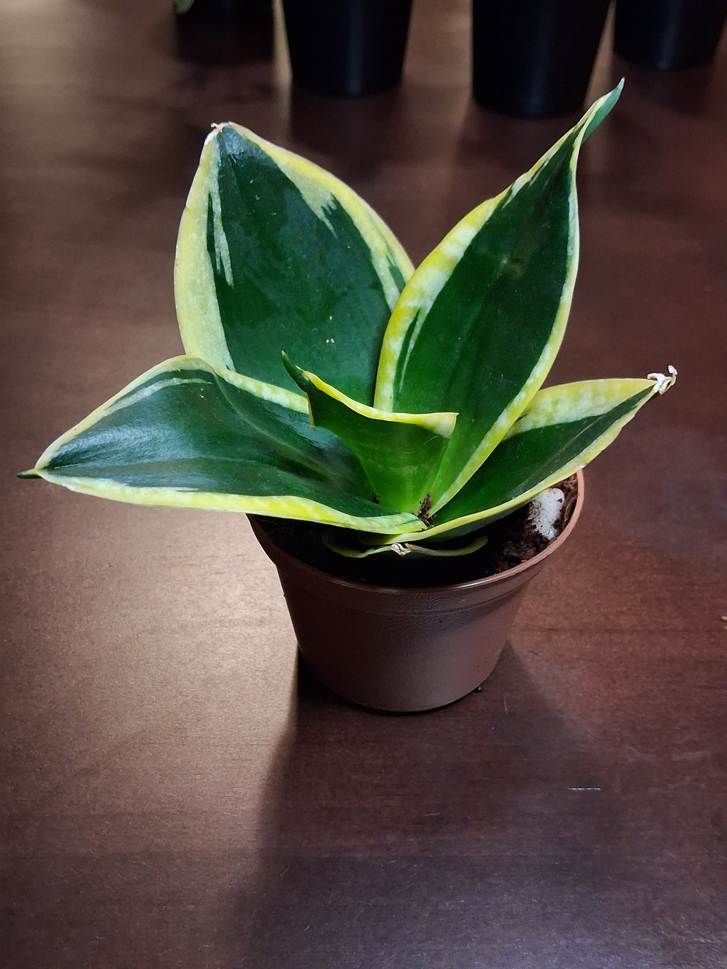 Sansevieria ‘Golden Hahnii’ – Dwarf Snake Plant