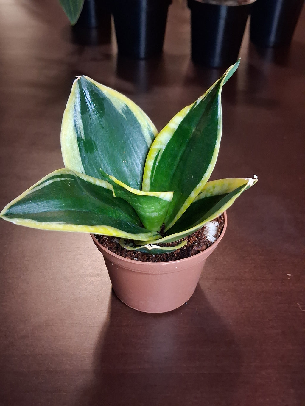 Sansevieria ‘Golden Hahnii’ – Dwarf Snake Plant