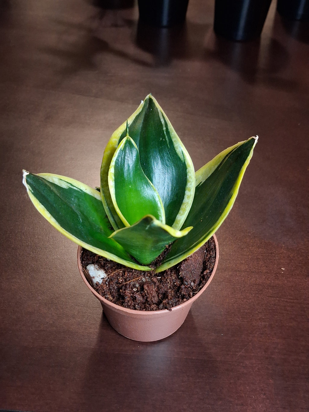 Sansevieria ‘Golden Hahnii’ – Dwarf Snake Plant