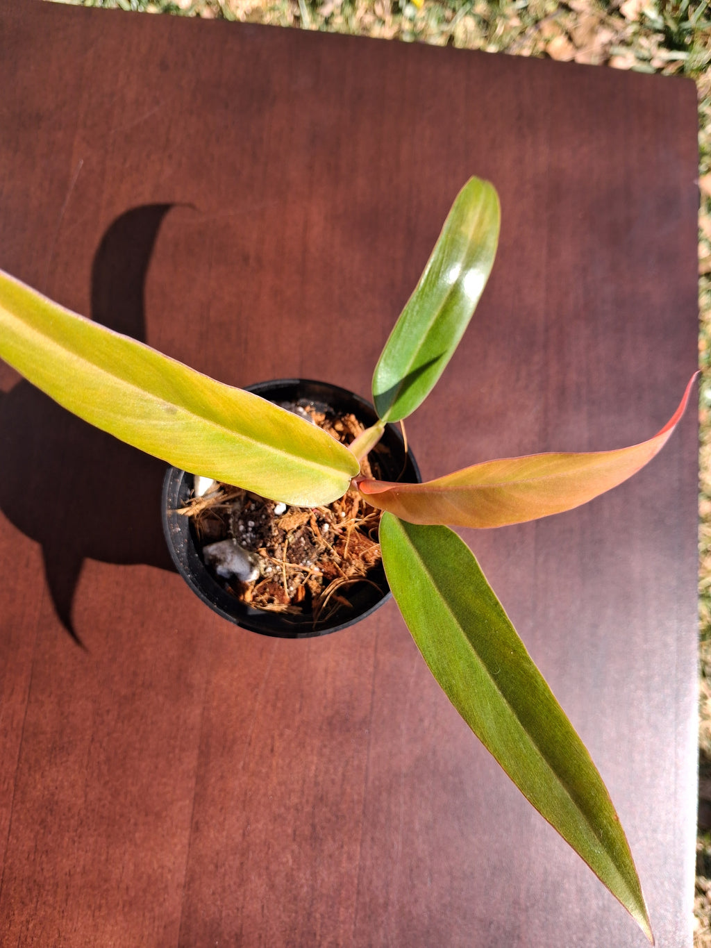 Philodendron Caramel Pluto – Rooted Starter Plant