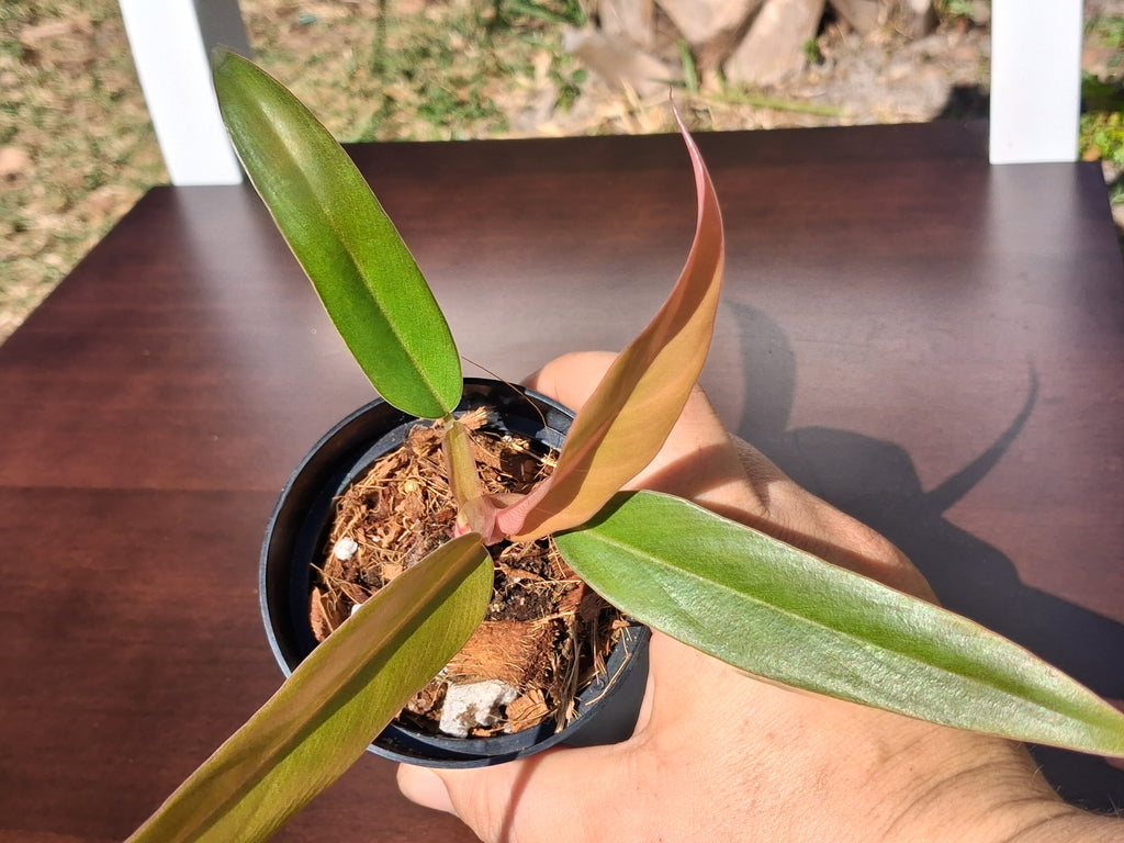 Philodendron Caramel Pluto – Rooted Starter Plant