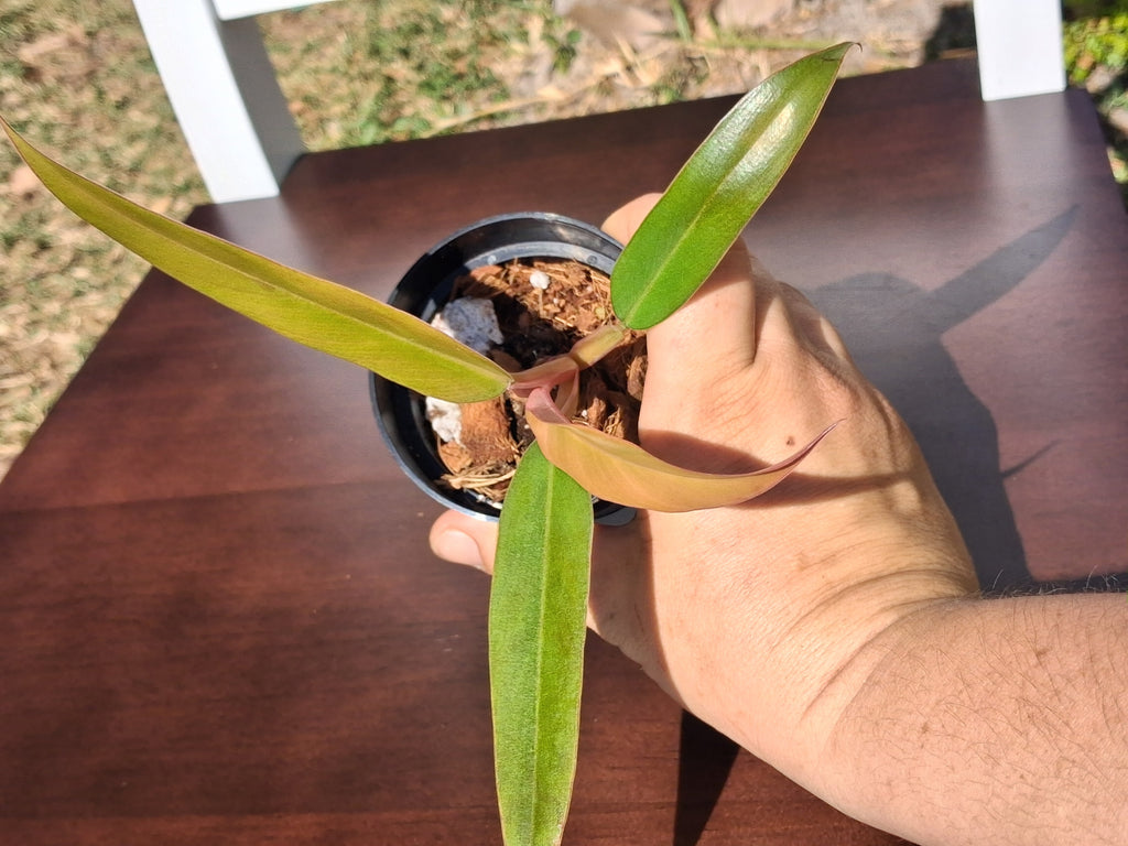Philodendron Caramel Pluto – Rooted Starter Plant