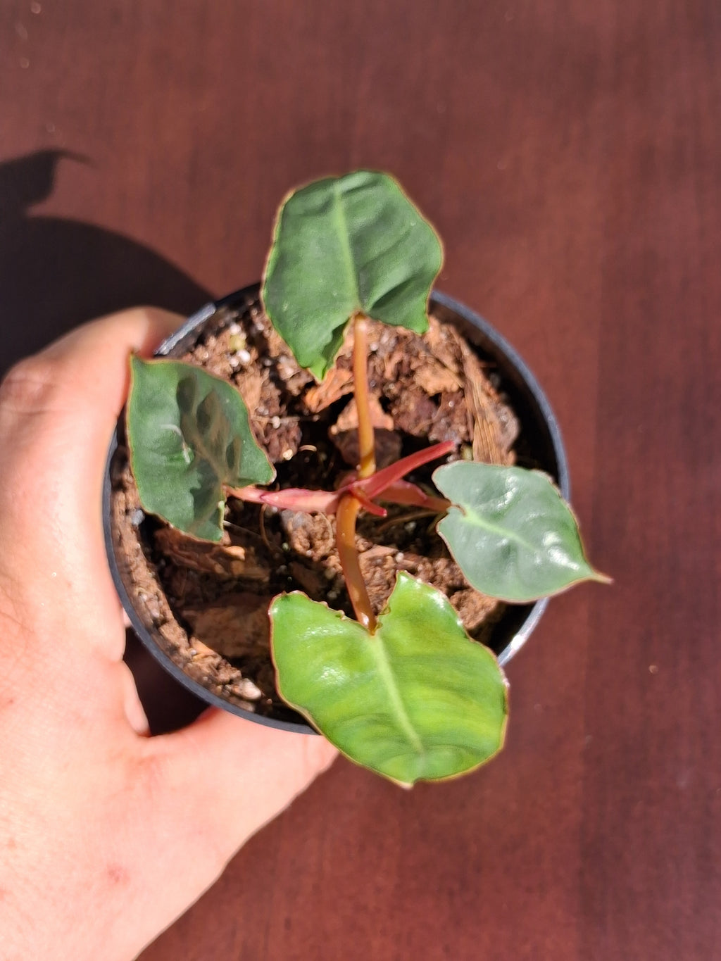 Philodendron Billietiae – Rooted Starter Plant