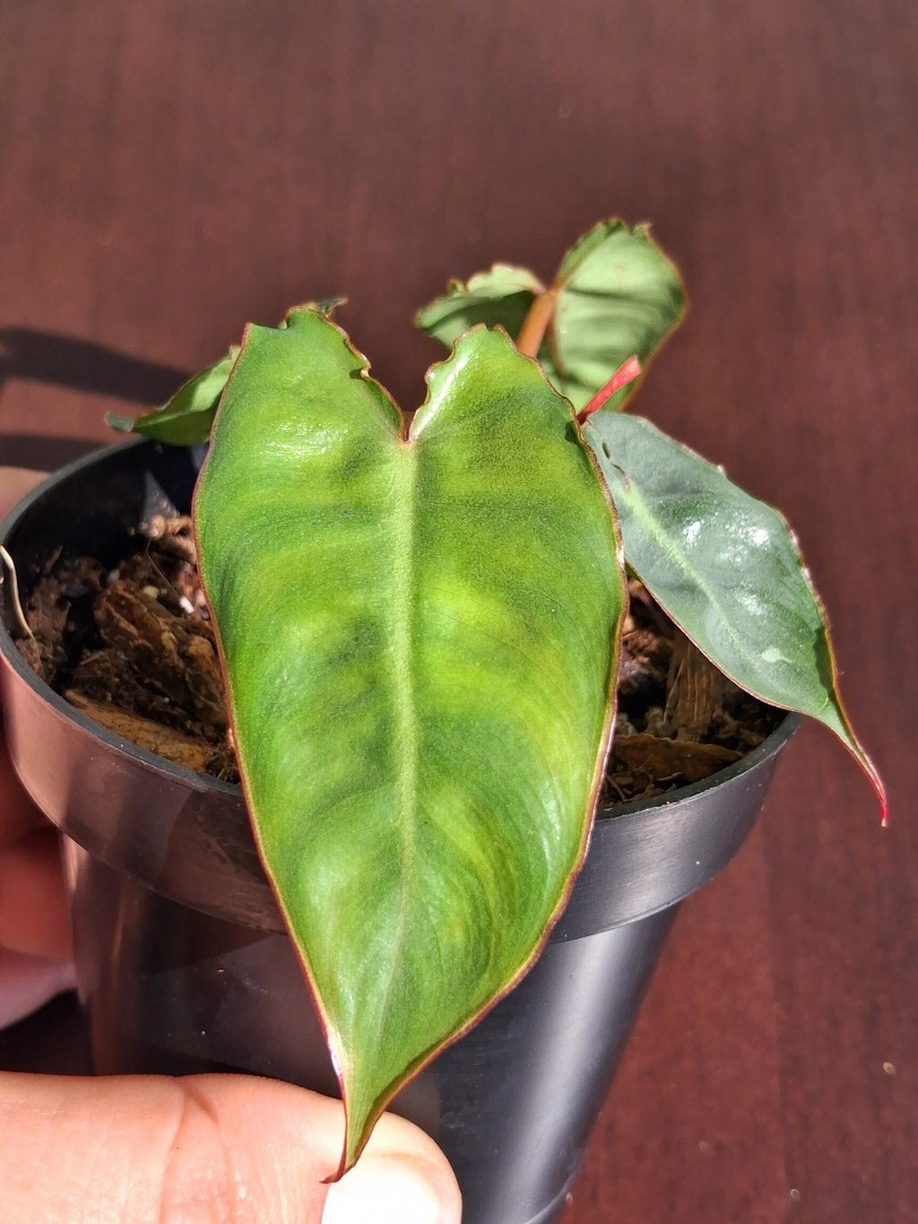 Philodendron Billietiae – Rooted Starter Plant