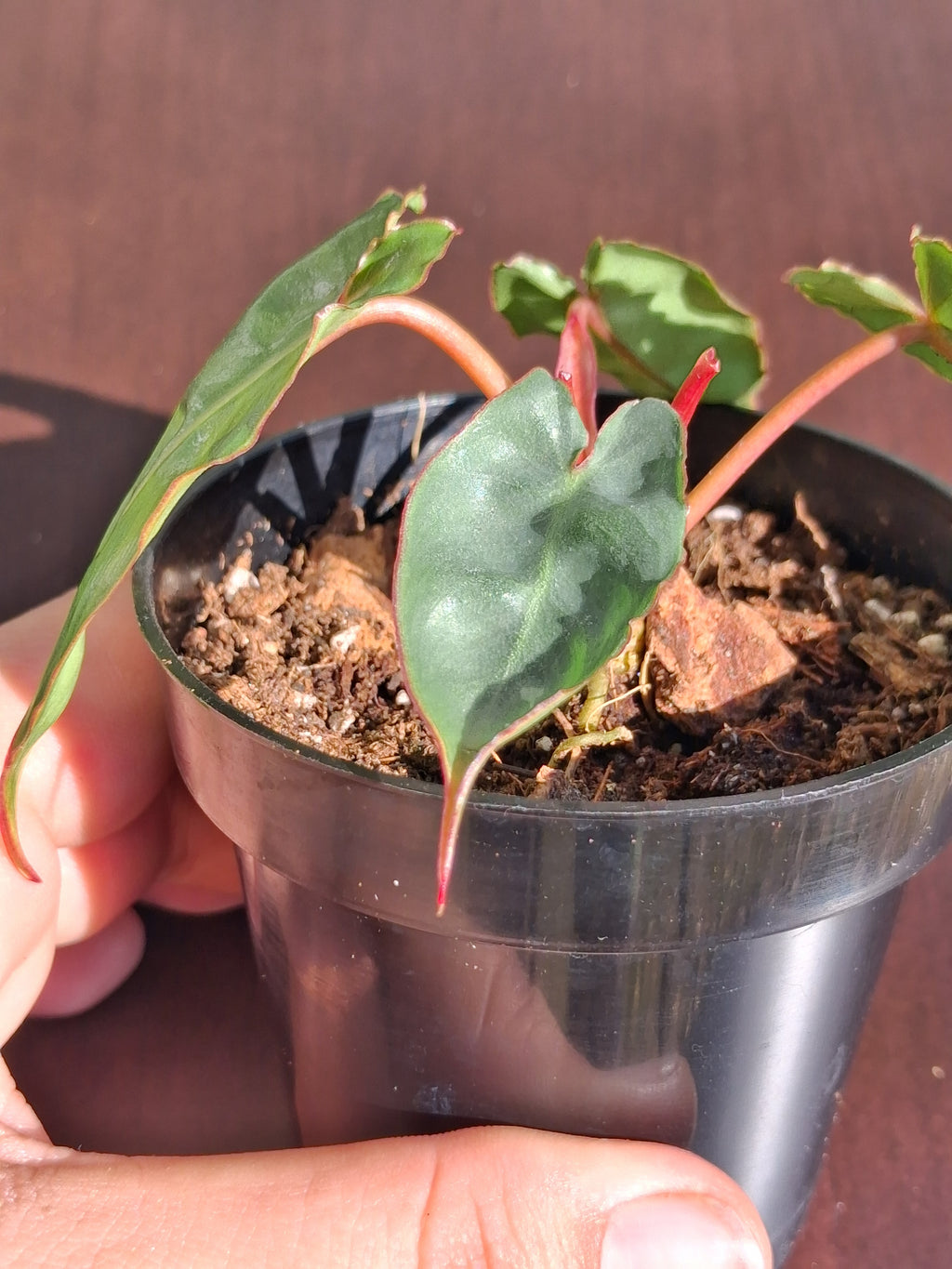 Philodendron Billietiae – Rooted Starter Plant