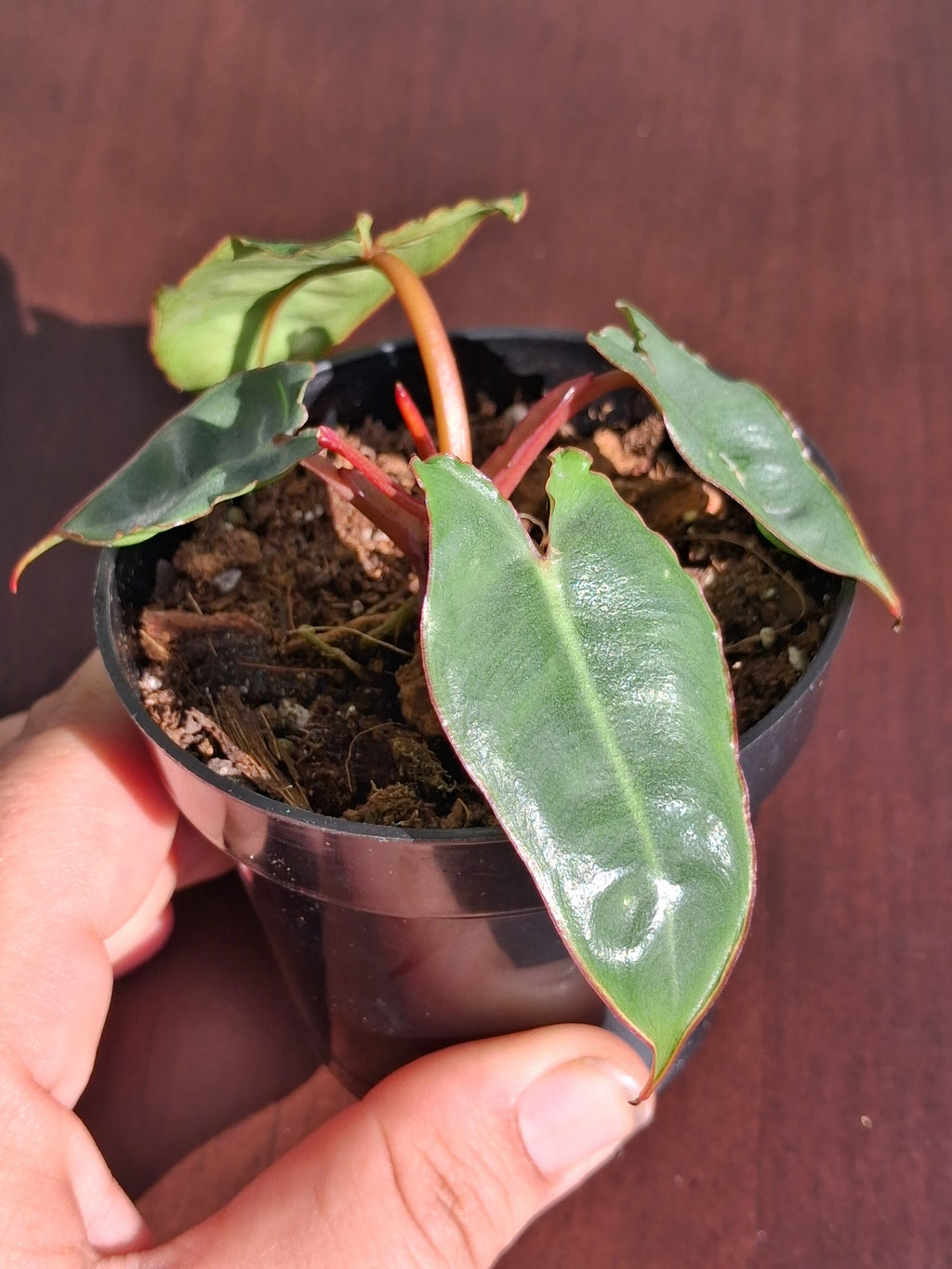 Philodendron Billietiae – Rooted Starter Plant