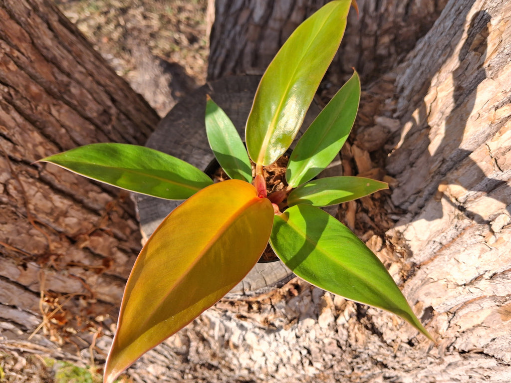 Philodendron Prince of Orange – Rooted Starter Plant