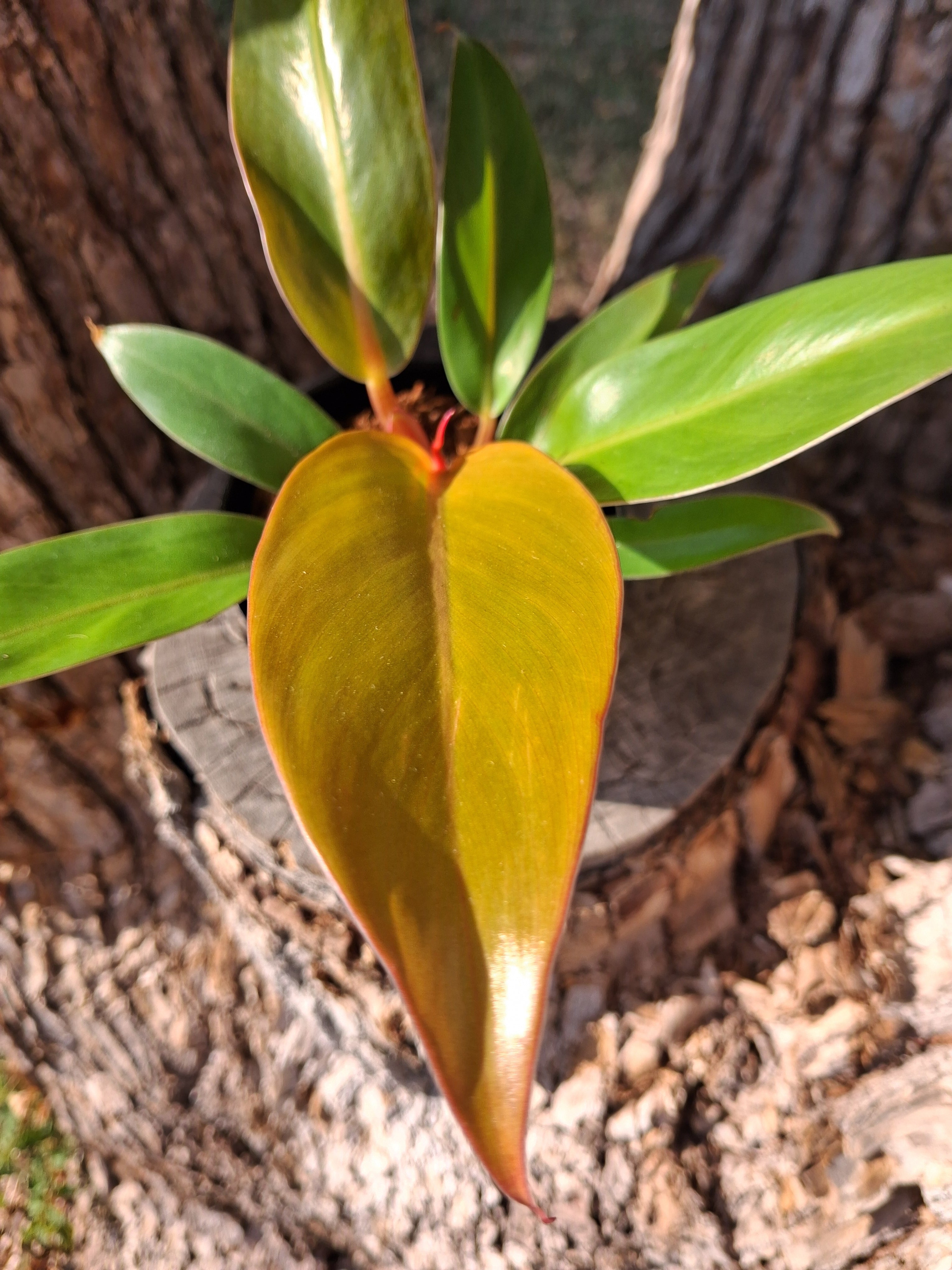 Philodendron Prince of Orange – Rooted Starter Plant