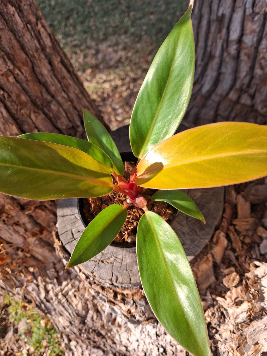 Philodendron Prince of Orange – Rooted Starter Plant