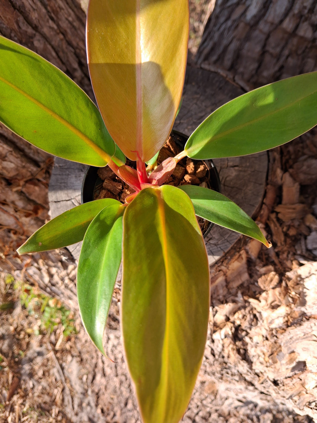 Philodendron Prince of Orange – Rooted Starter Plant