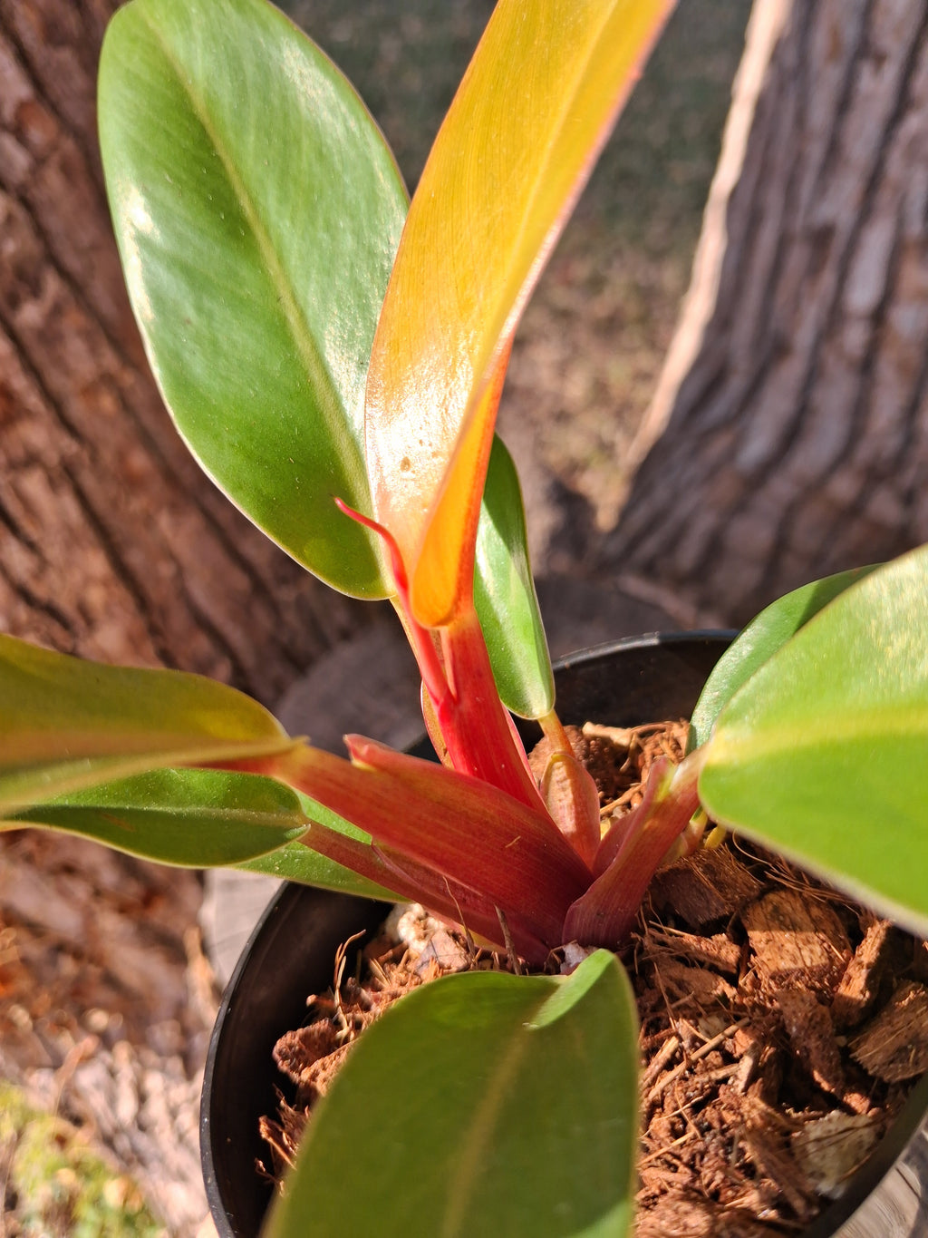 Philodendron Prince of Orange – Rooted Starter Plant