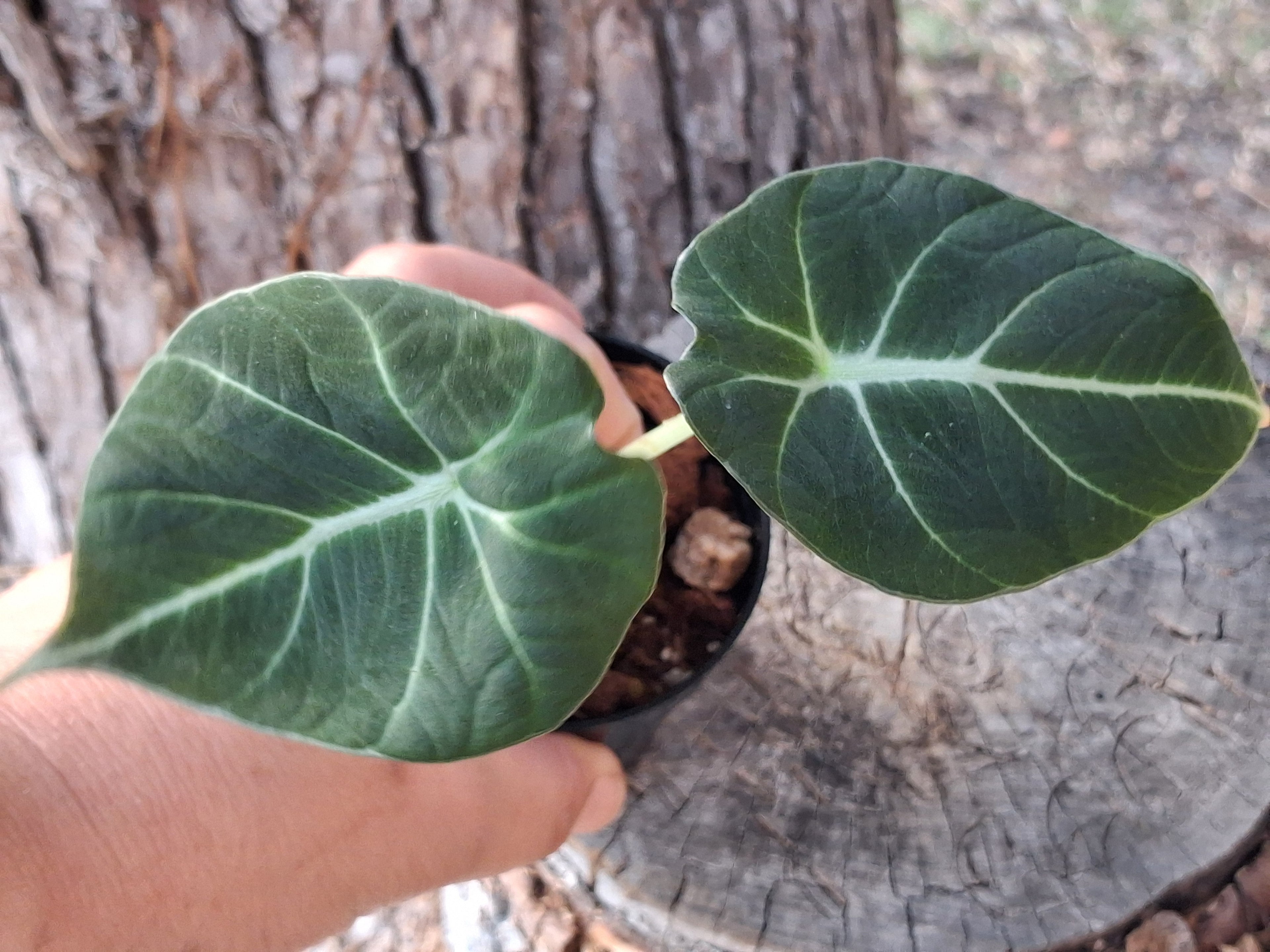 Alocasia Black Velvet-Rooted Starter Plant