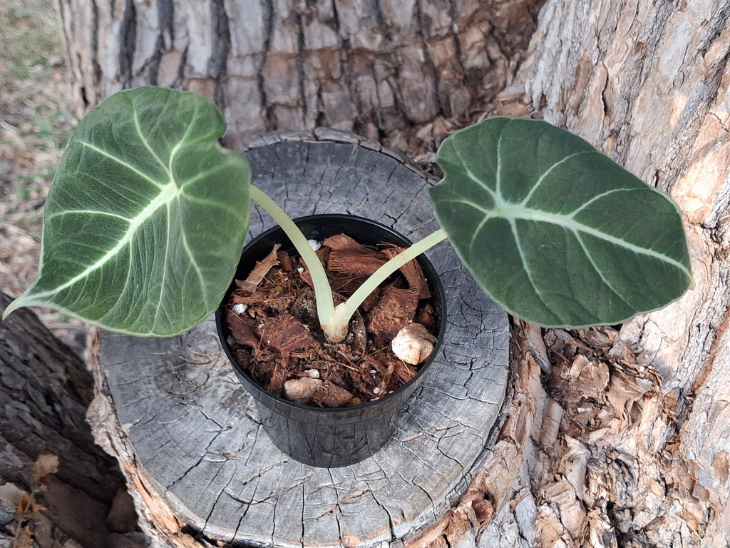 Alocasia Black Velvet-Rooted Starter Plant