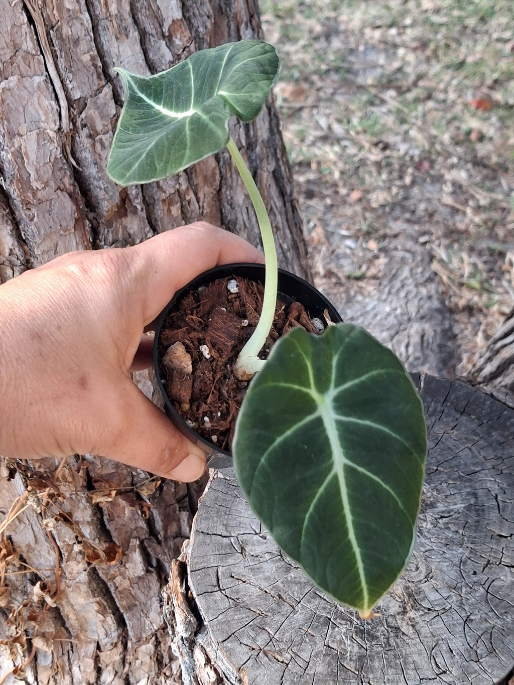 Alocasia Black Velvet-Rooted Starter Plant