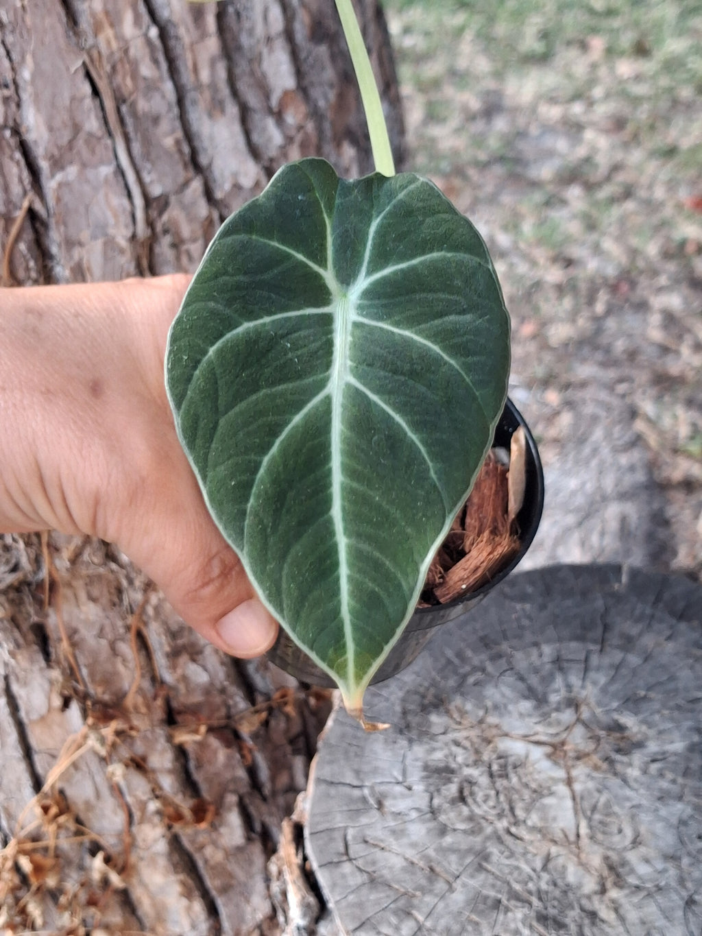 Alocasia Black Velvet-Rooted Starter Plant