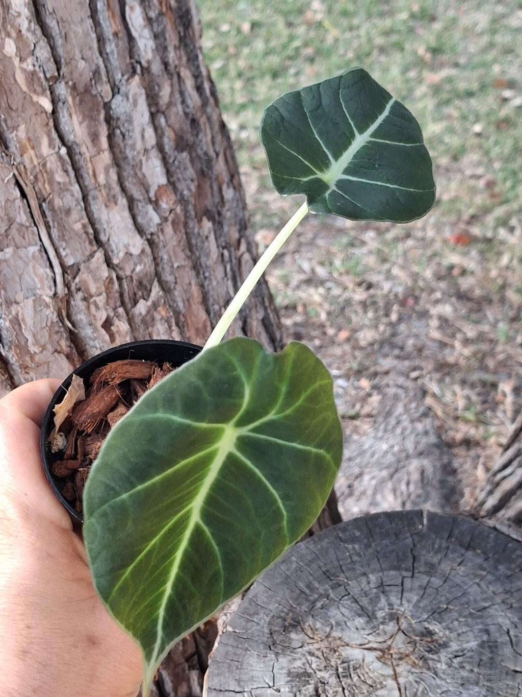 Alocasia Black Velvet-Rooted Starter Plant