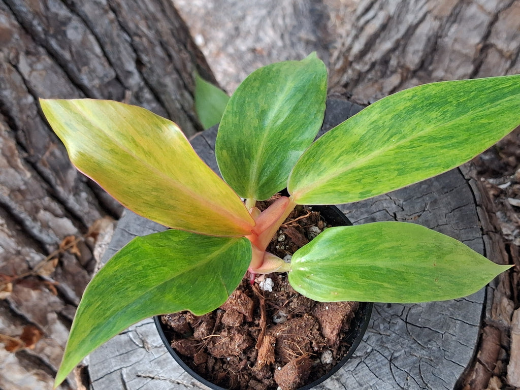 Painted Lady Philodendron- Rooted Starter Plant
