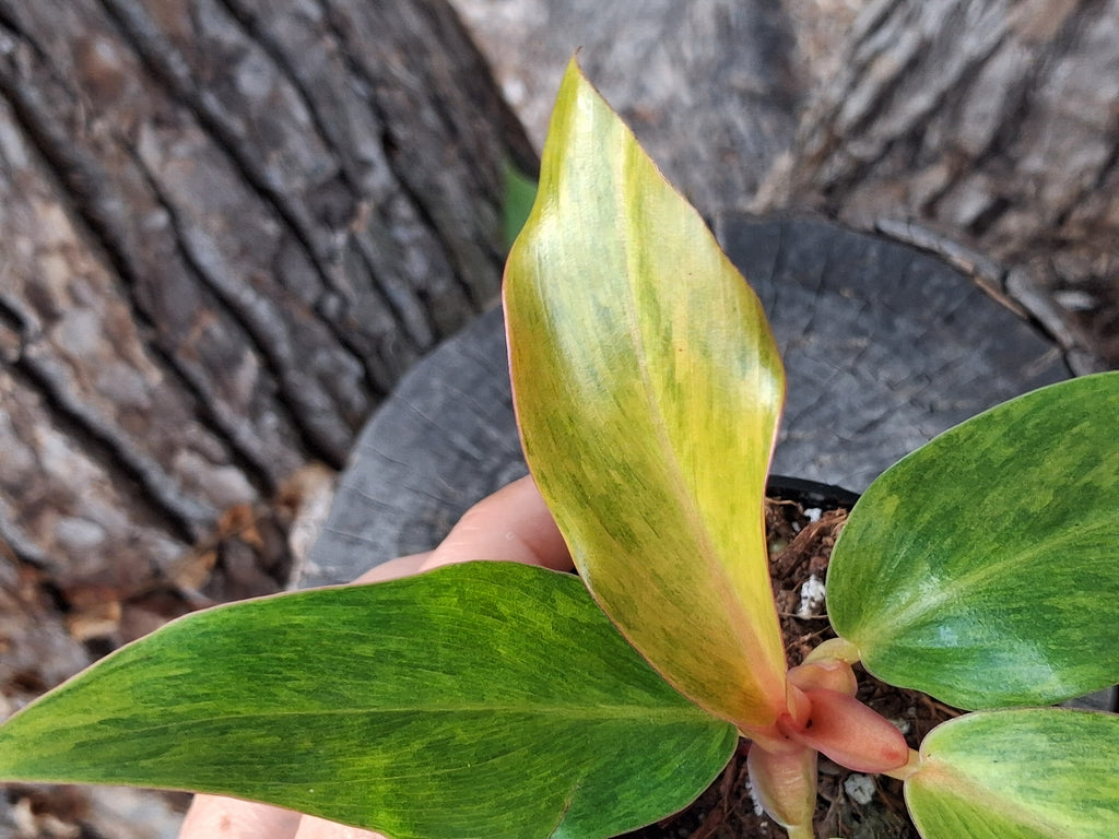 Painted Lady Philodendron- Rooted Starter Plant