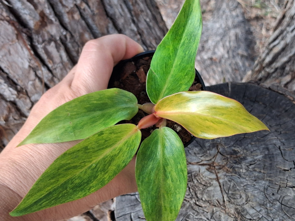 Painted Lady Philodendron- Rooted Starter Plant