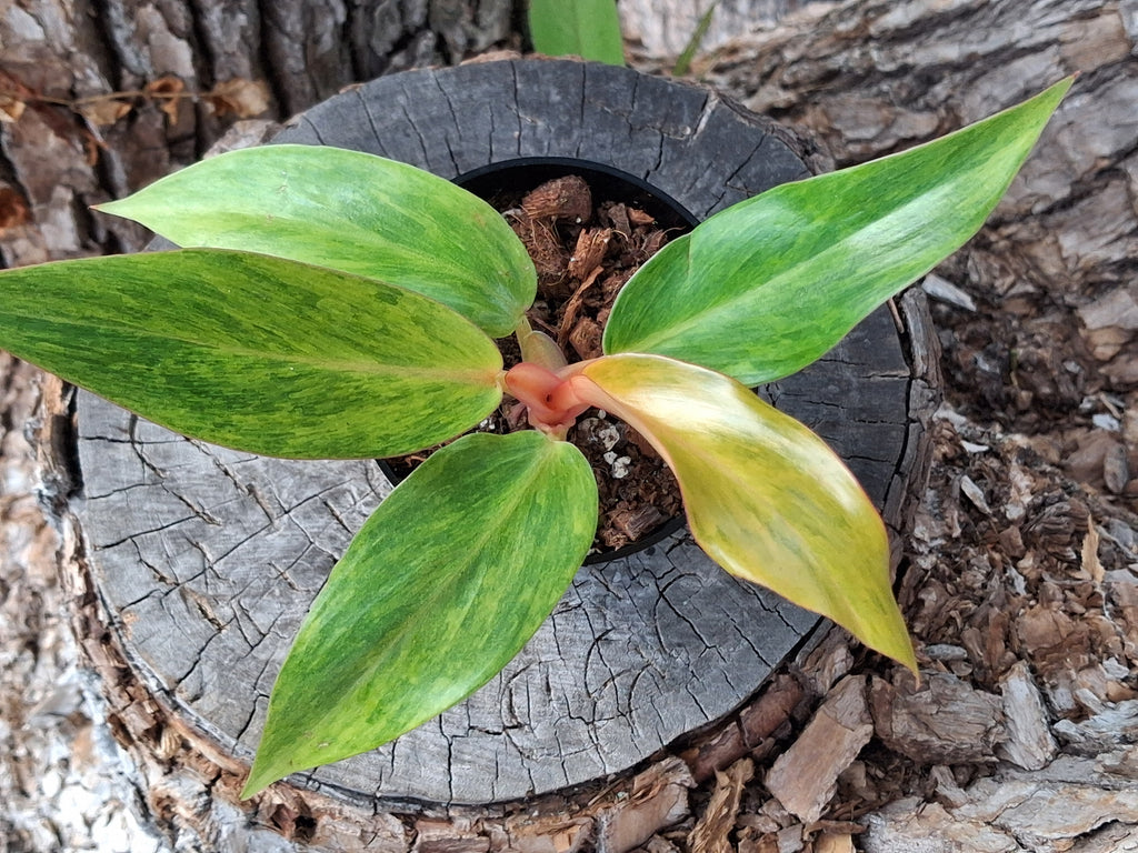 Painted Lady Philodendron- Rooted Starter Plant