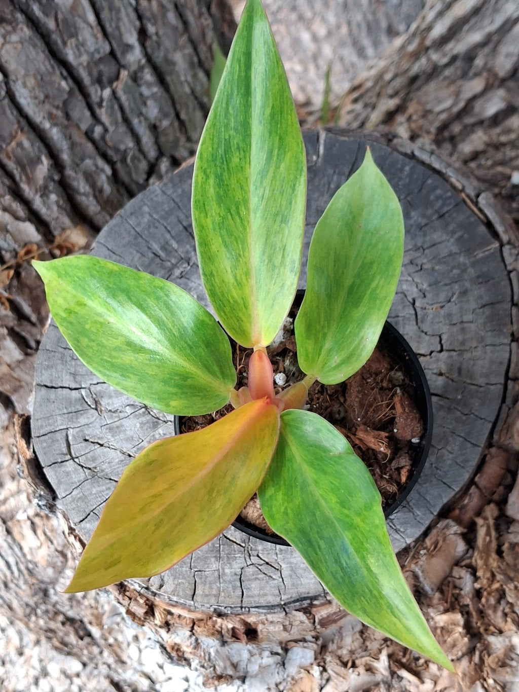 Painted Lady Philodendron- Rooted Starter Plant