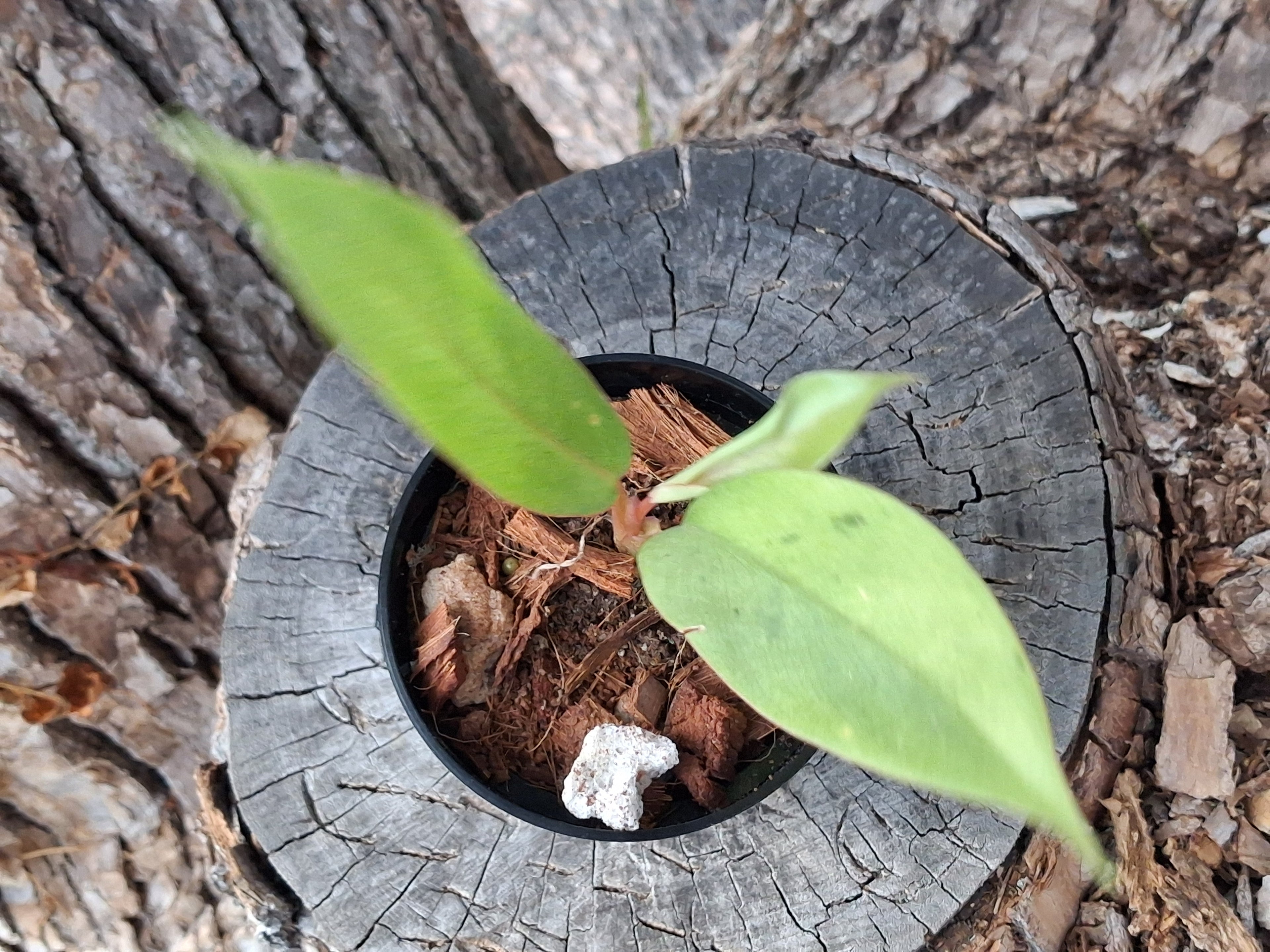 Philodendron ‘Snowdrift’ — Juvenile Starter Plant