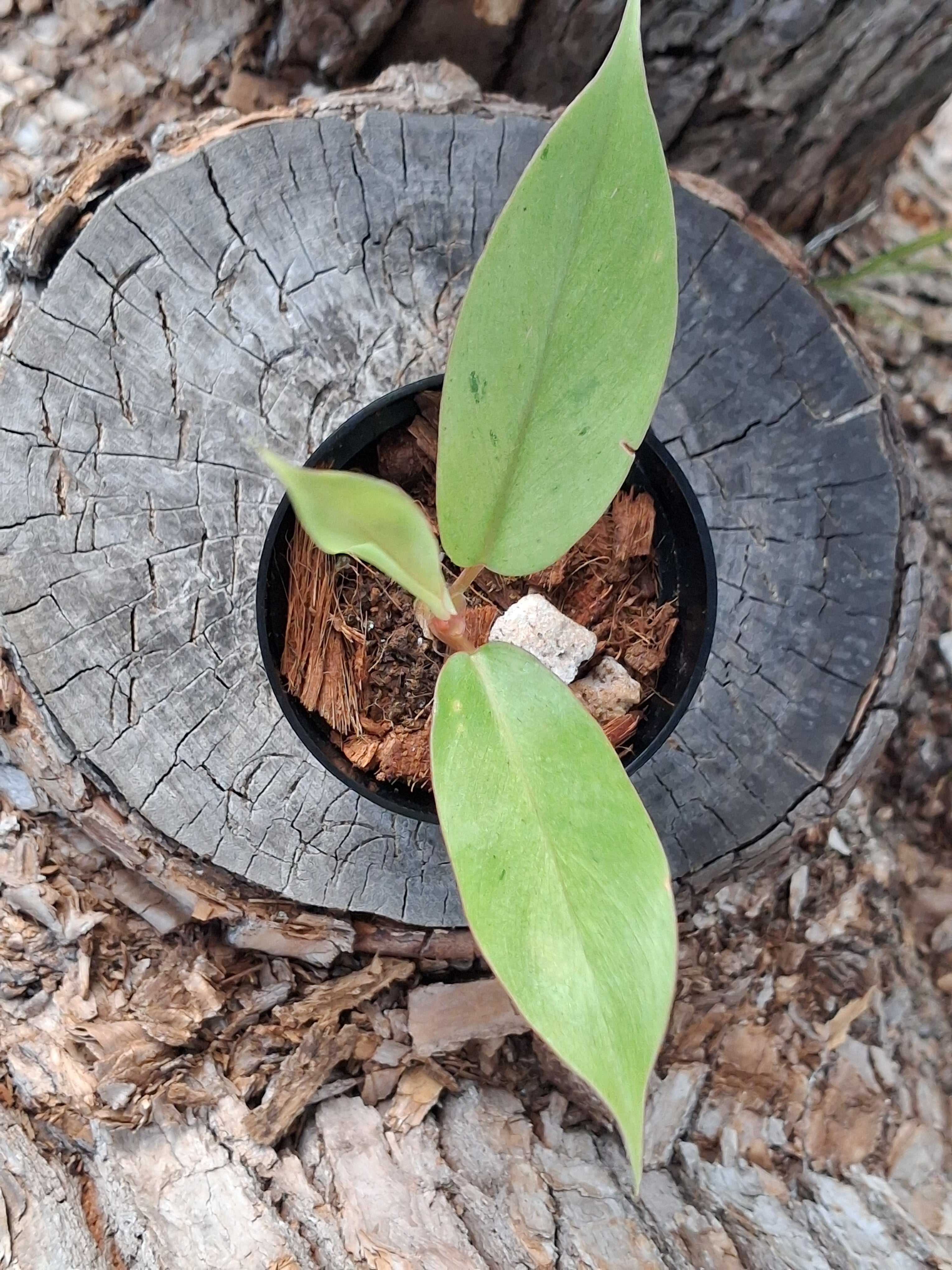 Philodendron ‘Snowdrift’ — Juvenile Starter Plant
