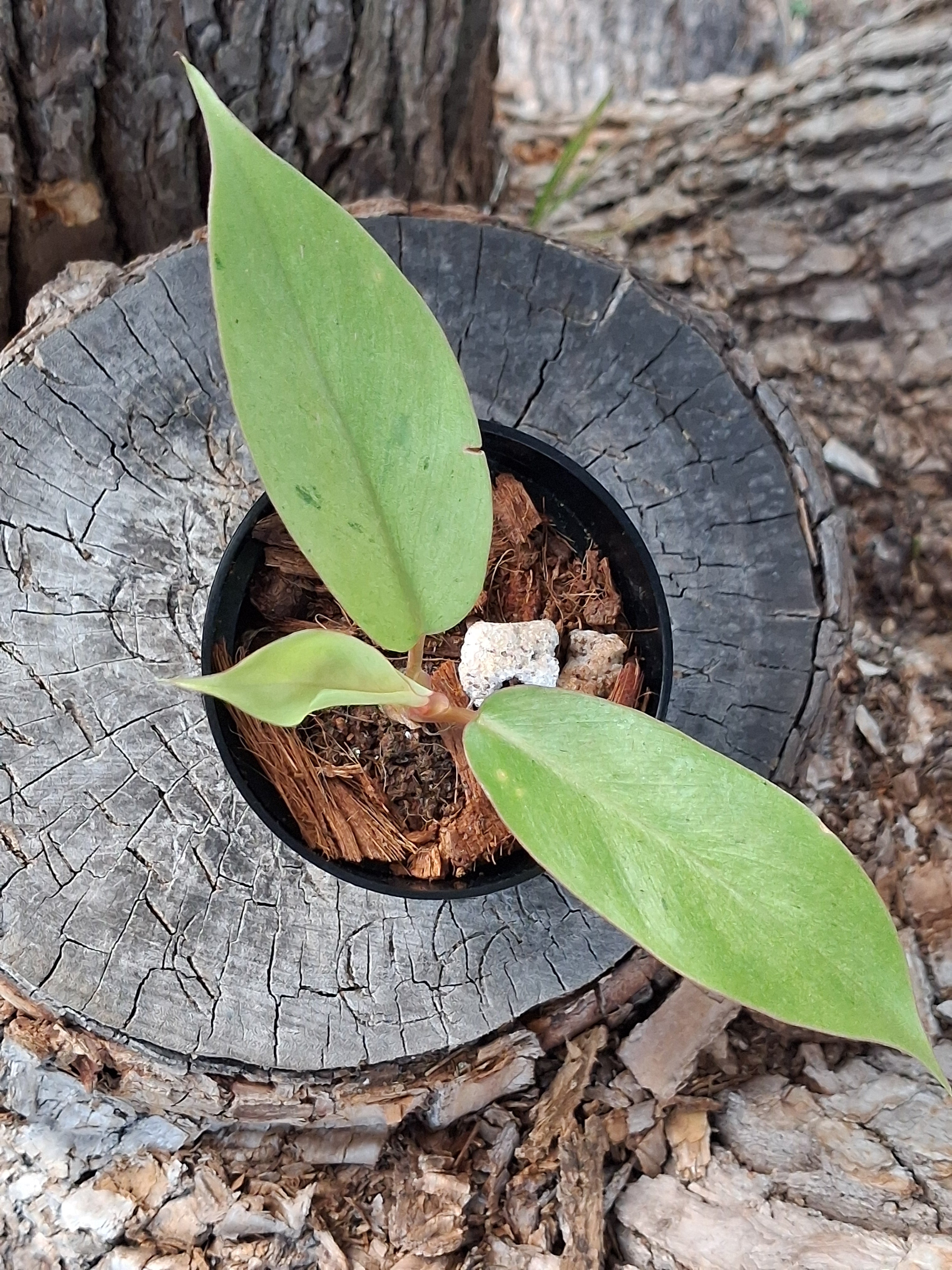Philodendron ‘Snowdrift’ — Juvenile Starter Plant