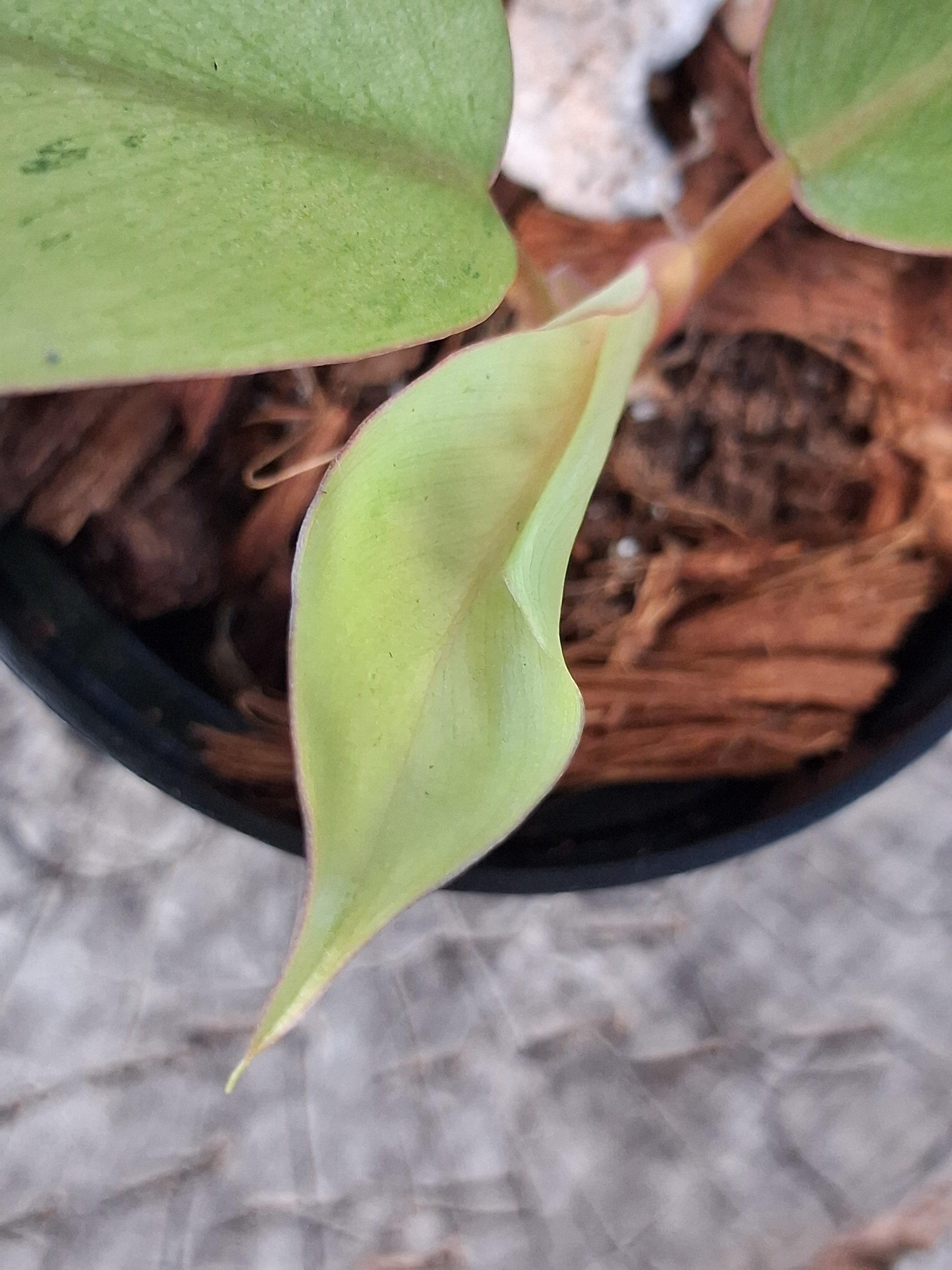 Philodendron ‘Snowdrift’ — Juvenile Starter Plant