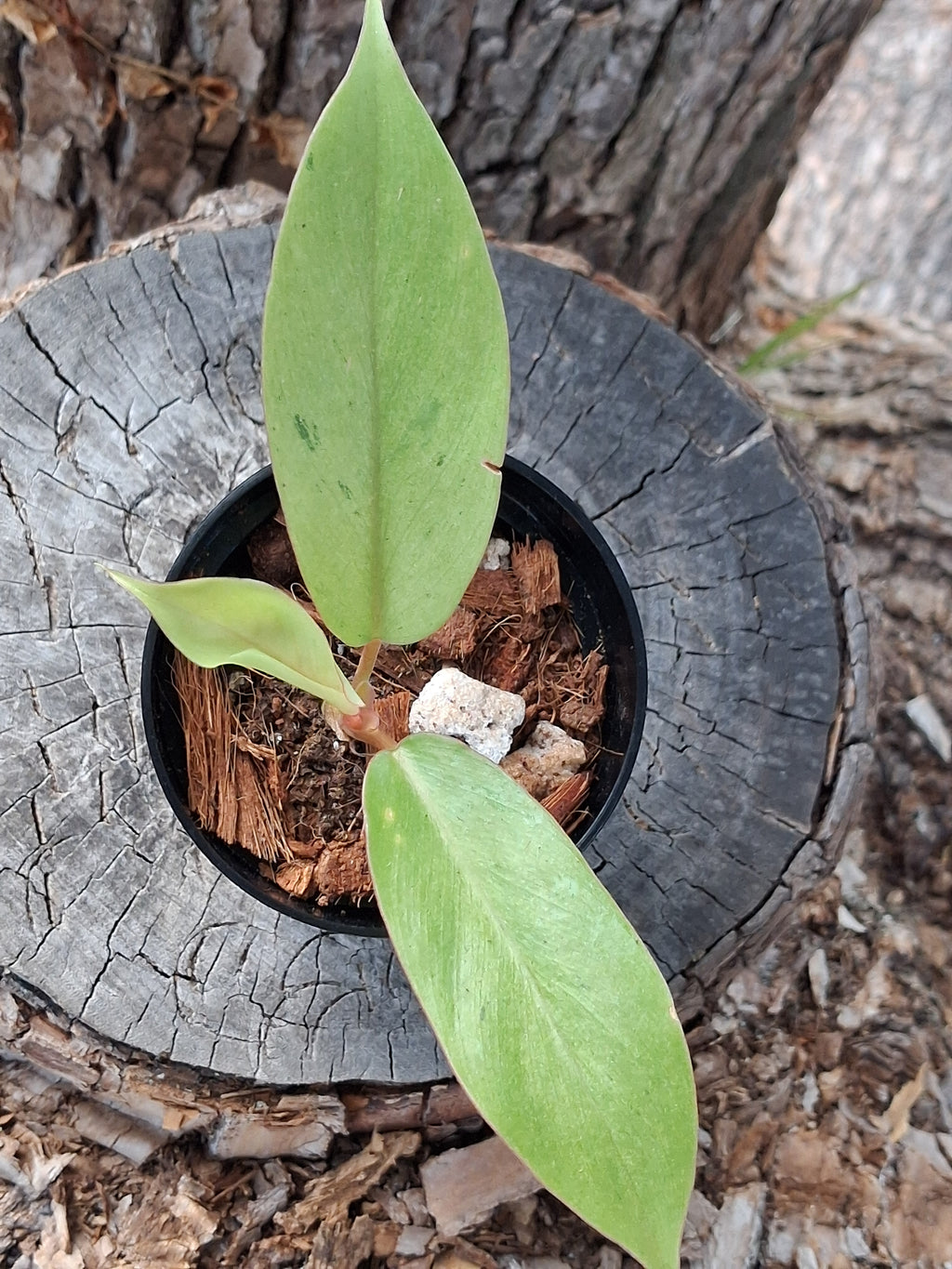 Philodendron ‘Snowdrift’ — Juvenile Starter Plant