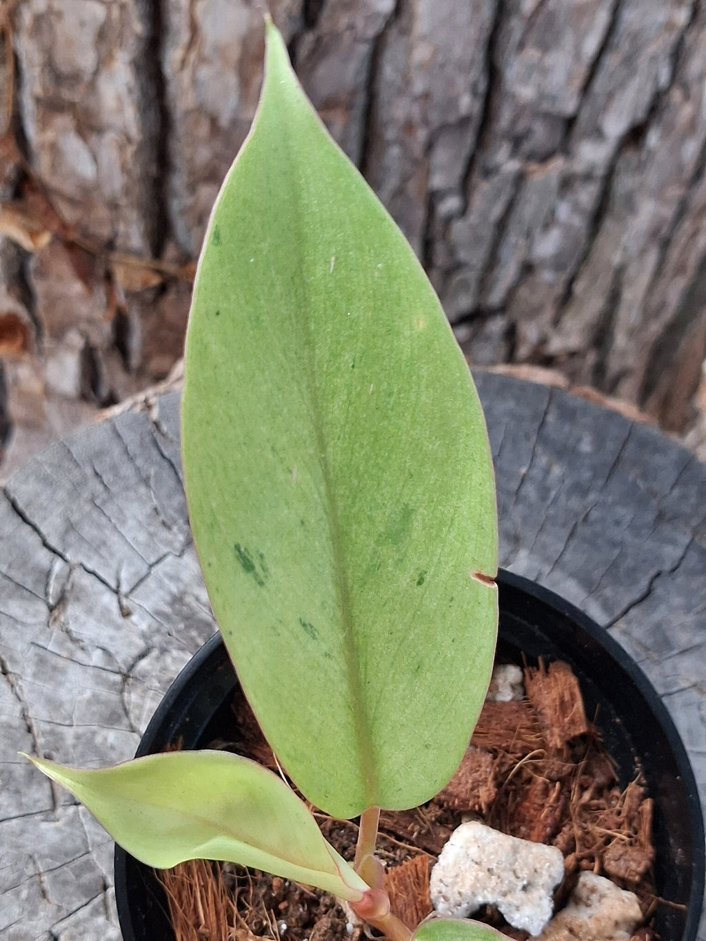 Philodendron ‘Snowdrift’ — Juvenile Starter Plant