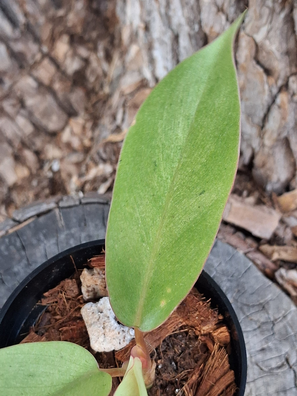Philodendron ‘Snowdrift’ — Juvenile Starter Plant