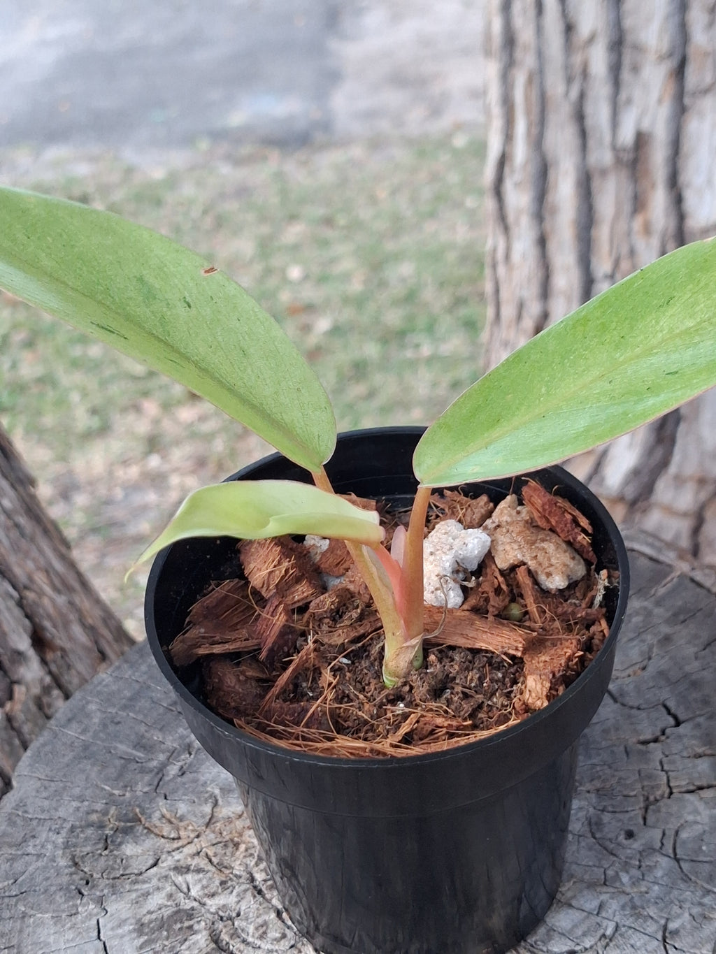 Philodendron ‘Snowdrift’ — Juvenile Starter Plant