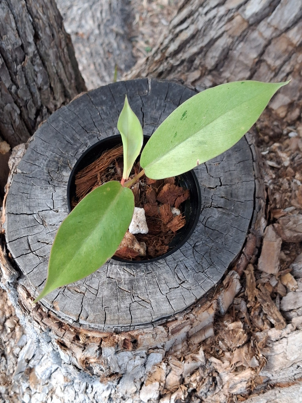 Philodendron ‘Snowdrift’ — Juvenile Starter Plant