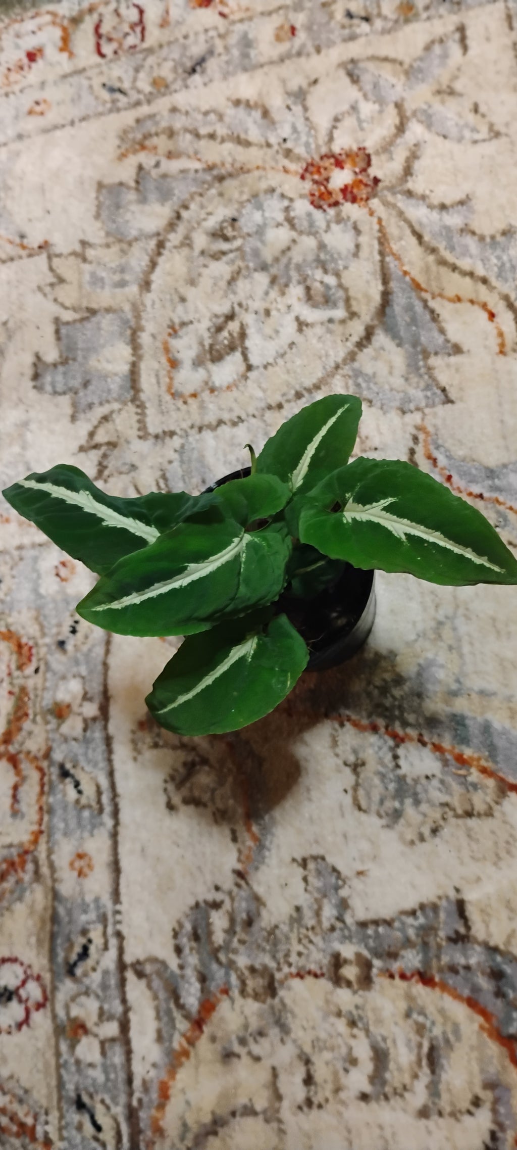 Syngonium Wendlandii-Rooted Starter Plant