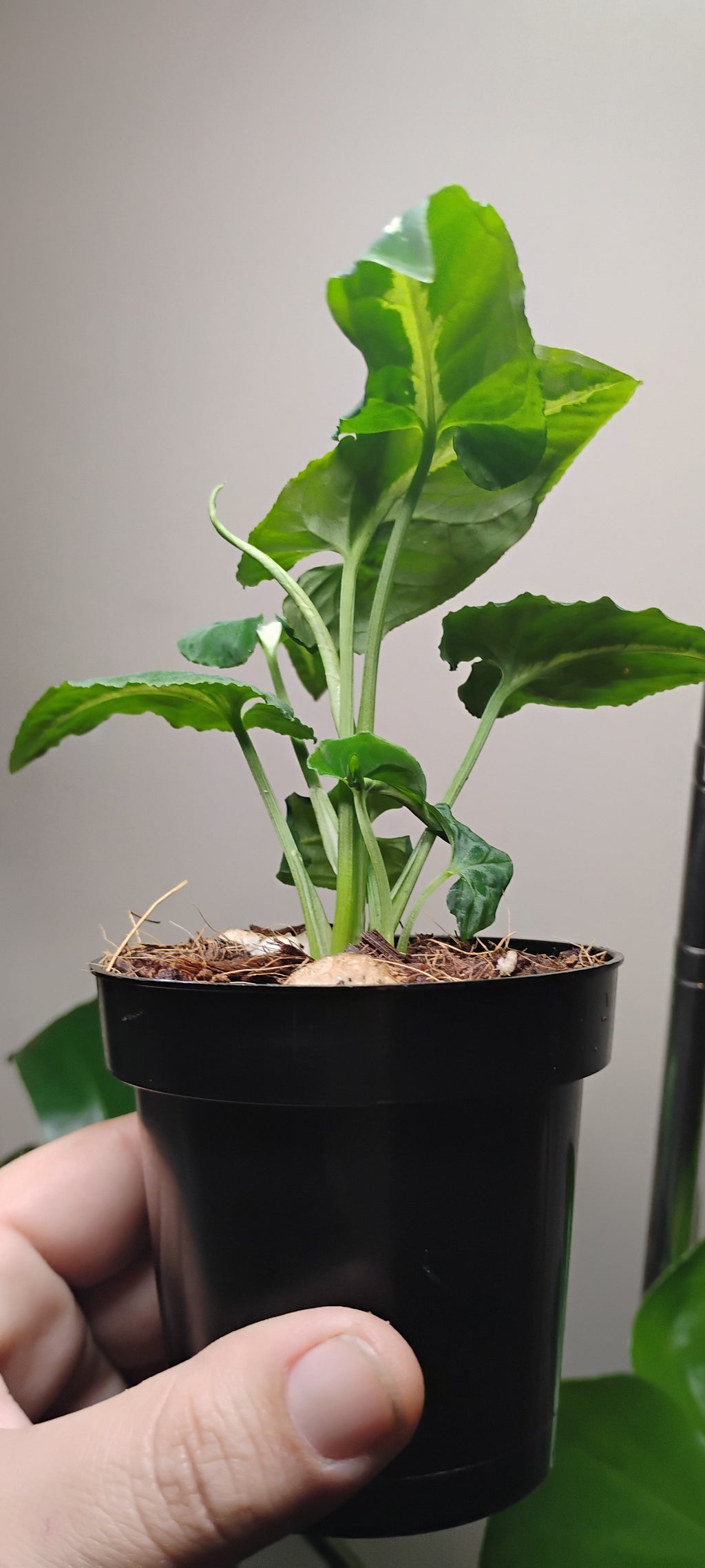 Syngonium Wendlandii-Rooted Starter Plant