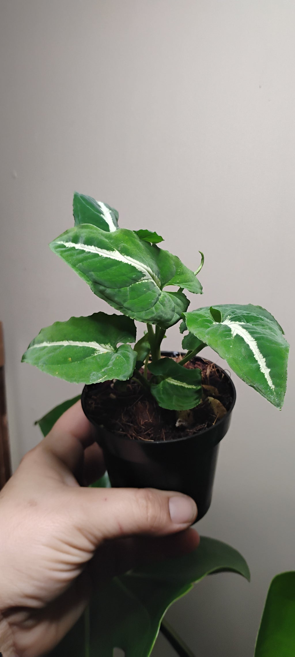 Syngonium Wendlandii-Rooted Starter Plant
