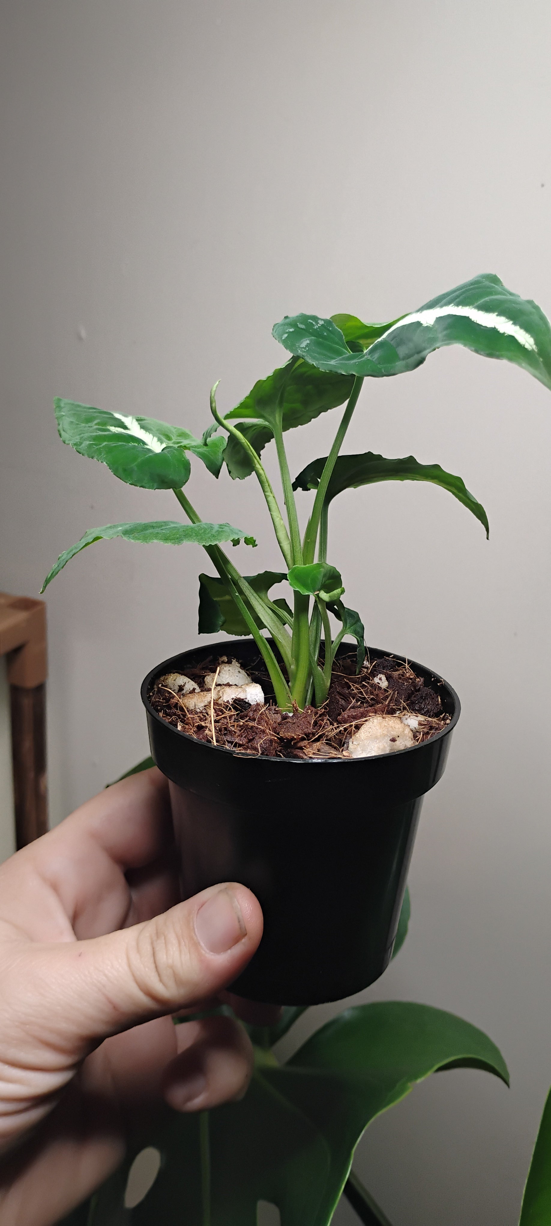 Syngonium Wendlandii-Rooted Starter Plant